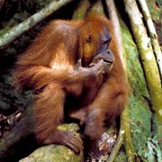 "Dit is Abdul", zegt onze gids, "ik herken hem". (foto Jo Curtis) http://www.orangutans-sos.org/picgallery/index.html